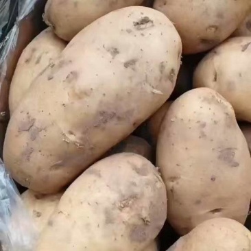 内黄黄心土豆已大量上市，箱装，袋装，