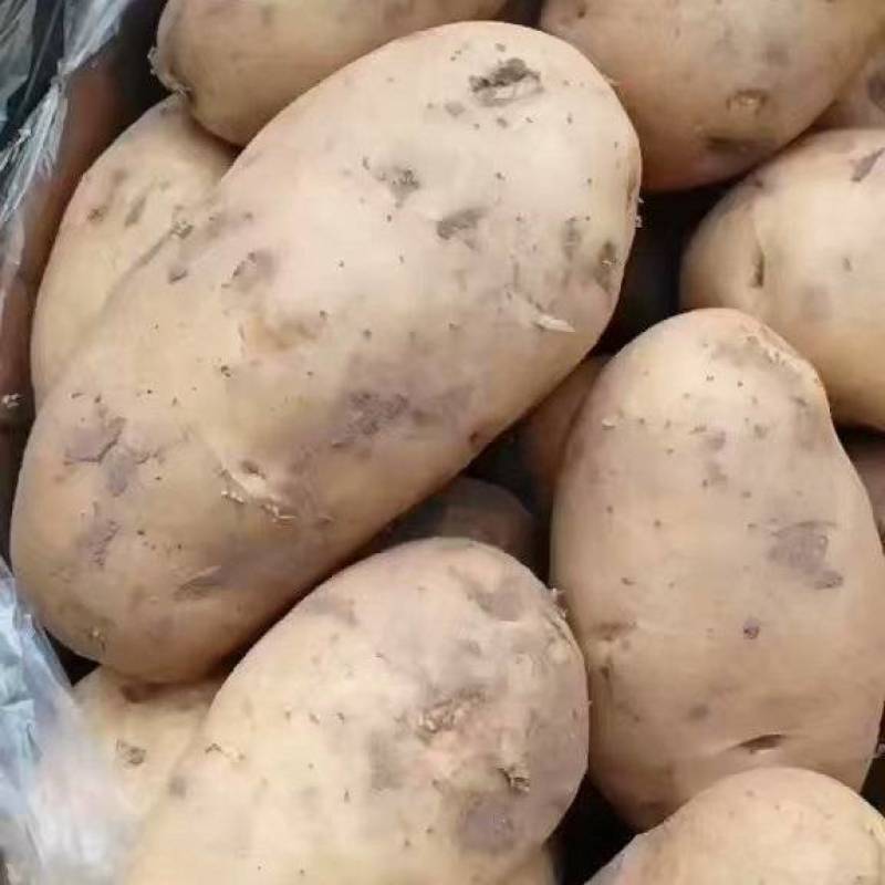 内黄黄心土豆已大量上市，箱装，袋装，