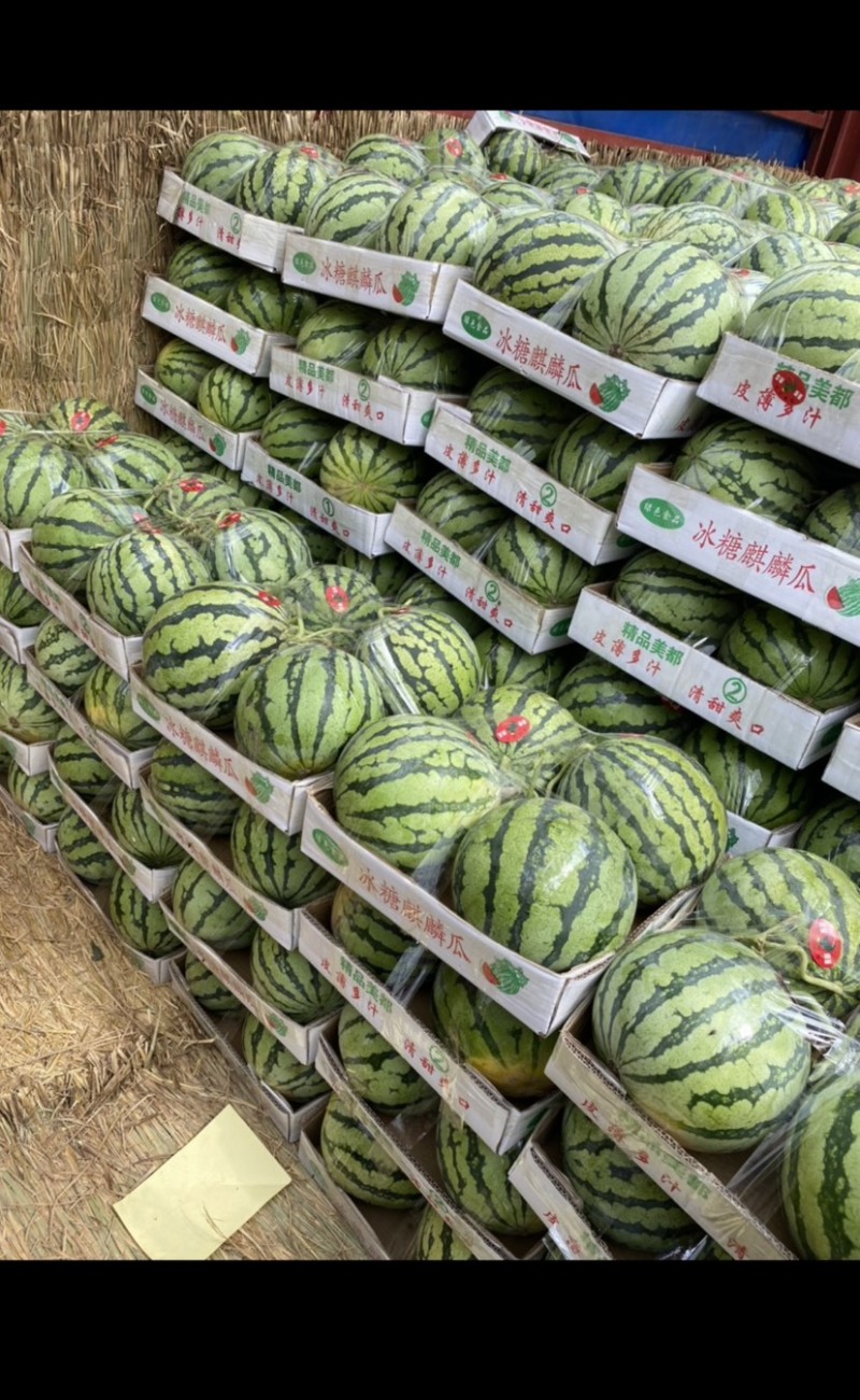无籽美都西瓜711嘉年华麒麟西瓜商超电商供货代发全国