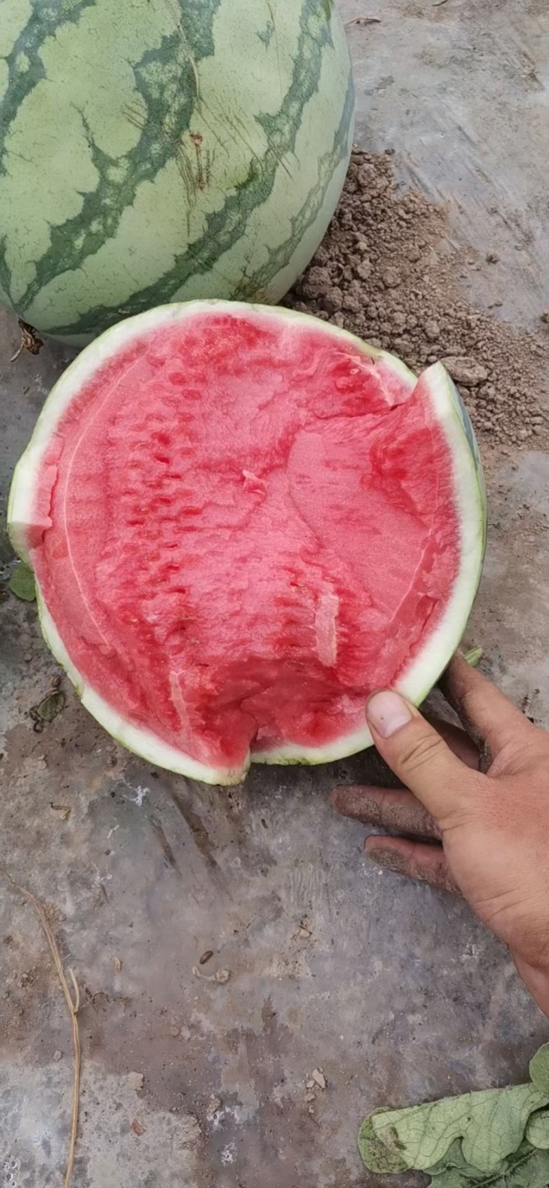 无籽美都西瓜711嘉年华麒麟西瓜商超电商供货代发全国