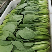 山东上海青/鄄城精品上海青/油菜/产地直发/全国代发