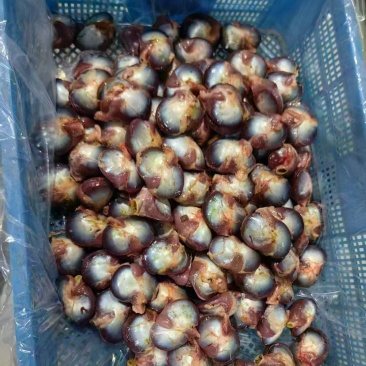 花边鸭毛胗15个左右纯干5/6吨