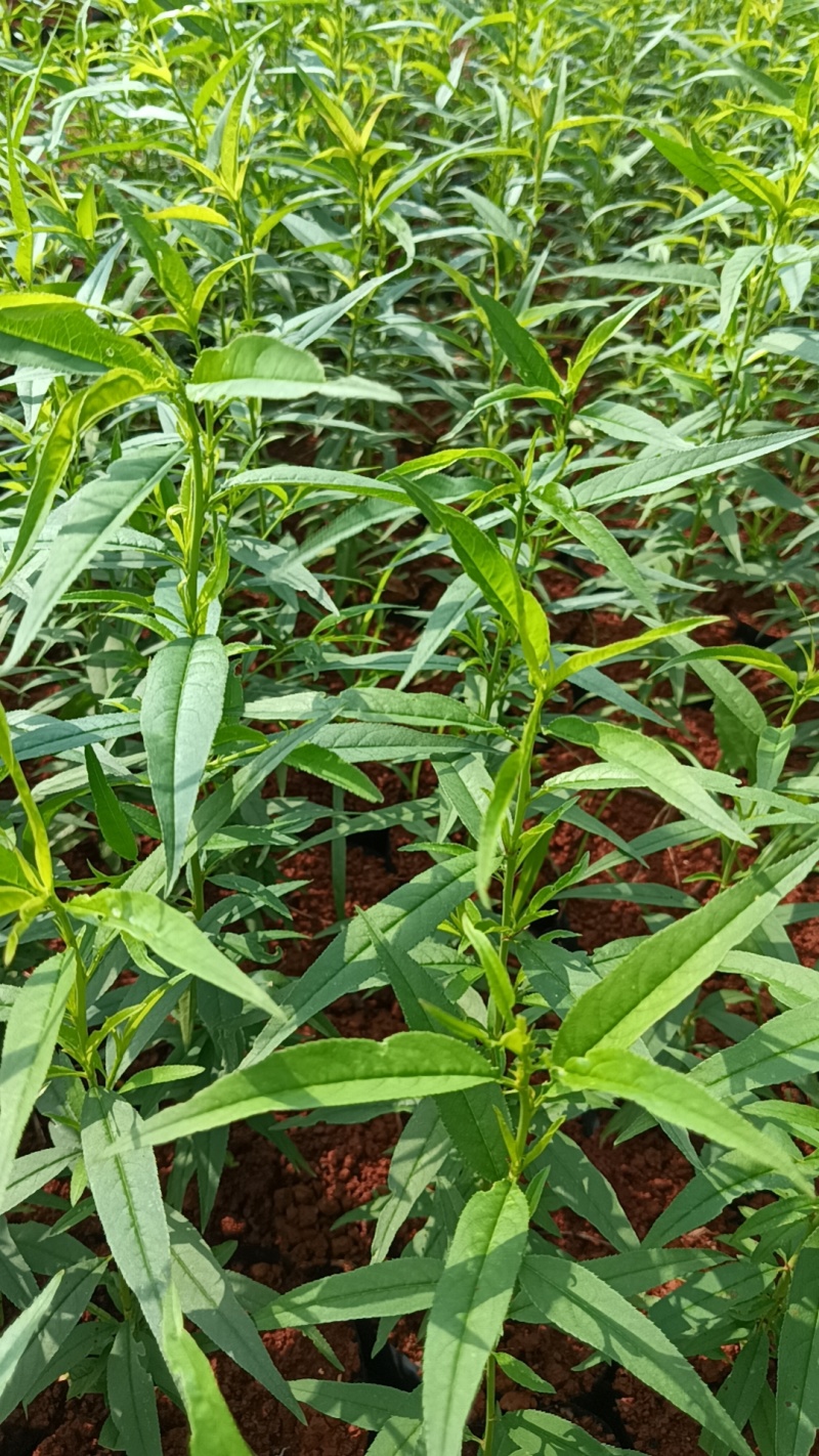 《黄桃苗》黄毛桃苗/云南红河桃苗/成活高/提供技术指导