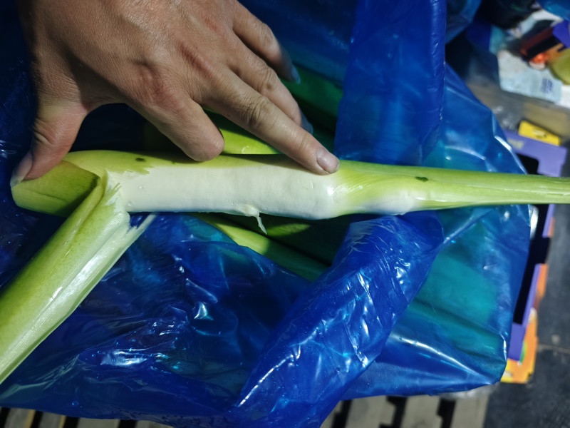 精品美人茭，云南贵州北京茭。品种齐全，品质保证。