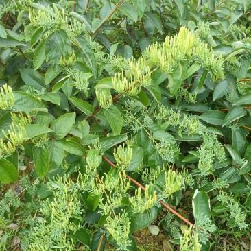 金银花/中药材/新鲜金银花-对接全国大量上货