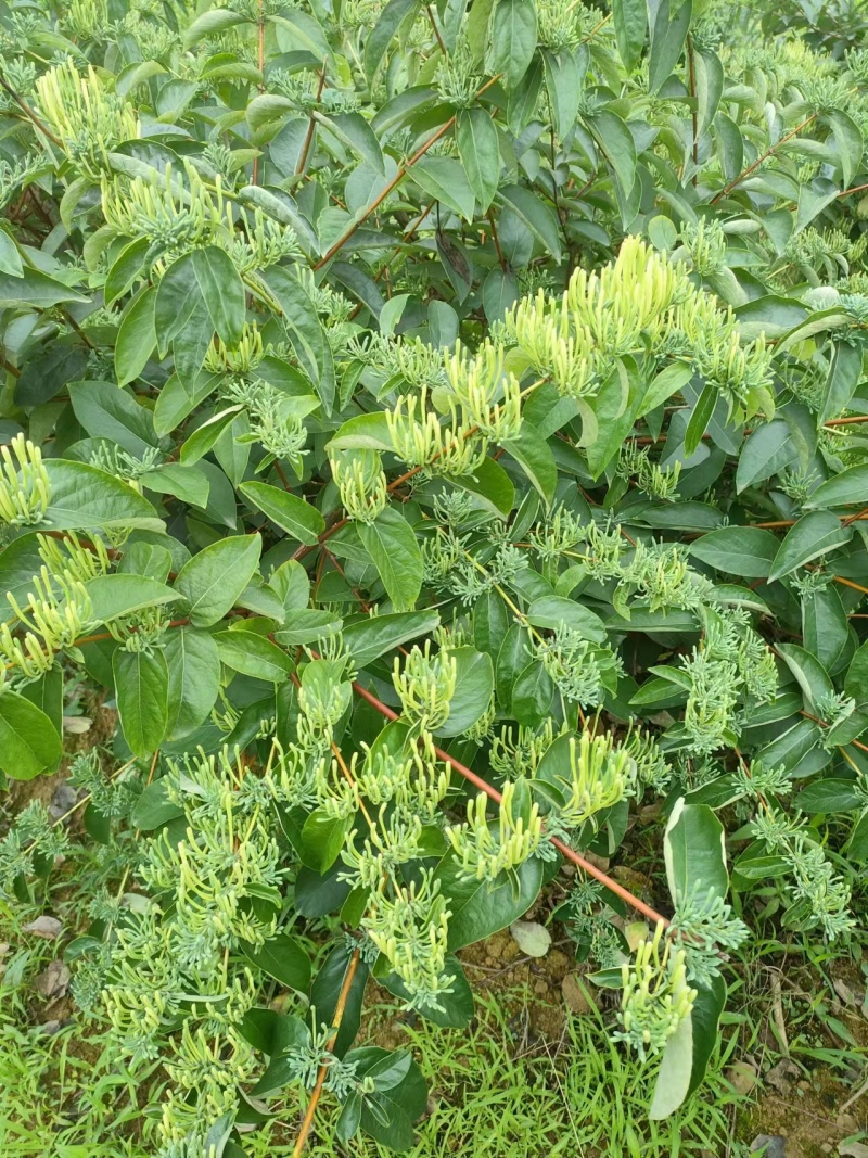 金银花/中药材/新鲜金银花-对接全国大量上货