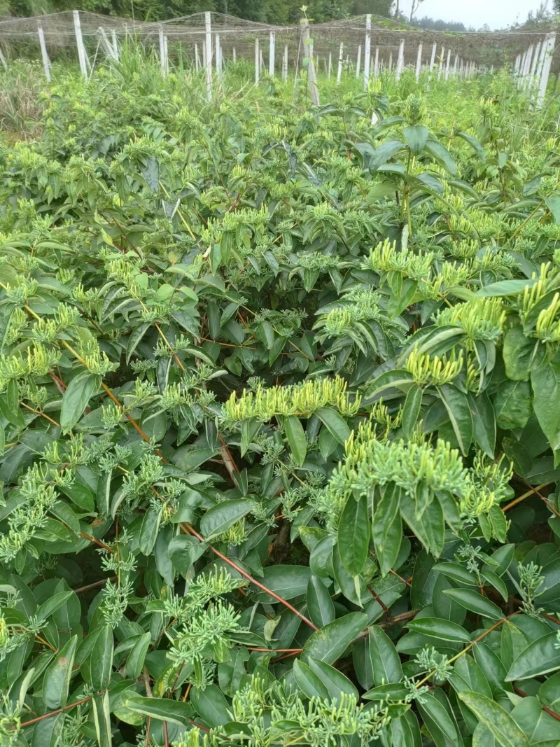 金银花/中药材/新鲜金银花-对接全国大量上货
