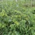 金银花/中药材/新鲜金银花-对接全国大量上货