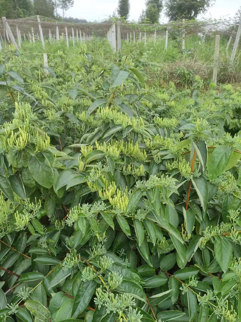 金银花/中药材/新鲜金银花-对接全国大量上货