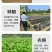 粤式广东凉粉即食烧仙草便携礼盒装200g*12盒