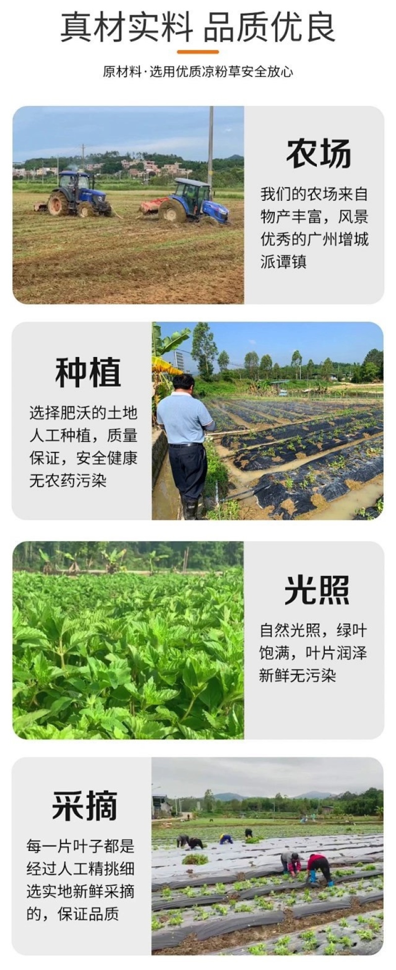 粤式广东凉粉即食烧仙草便携礼盒装200g*12盒