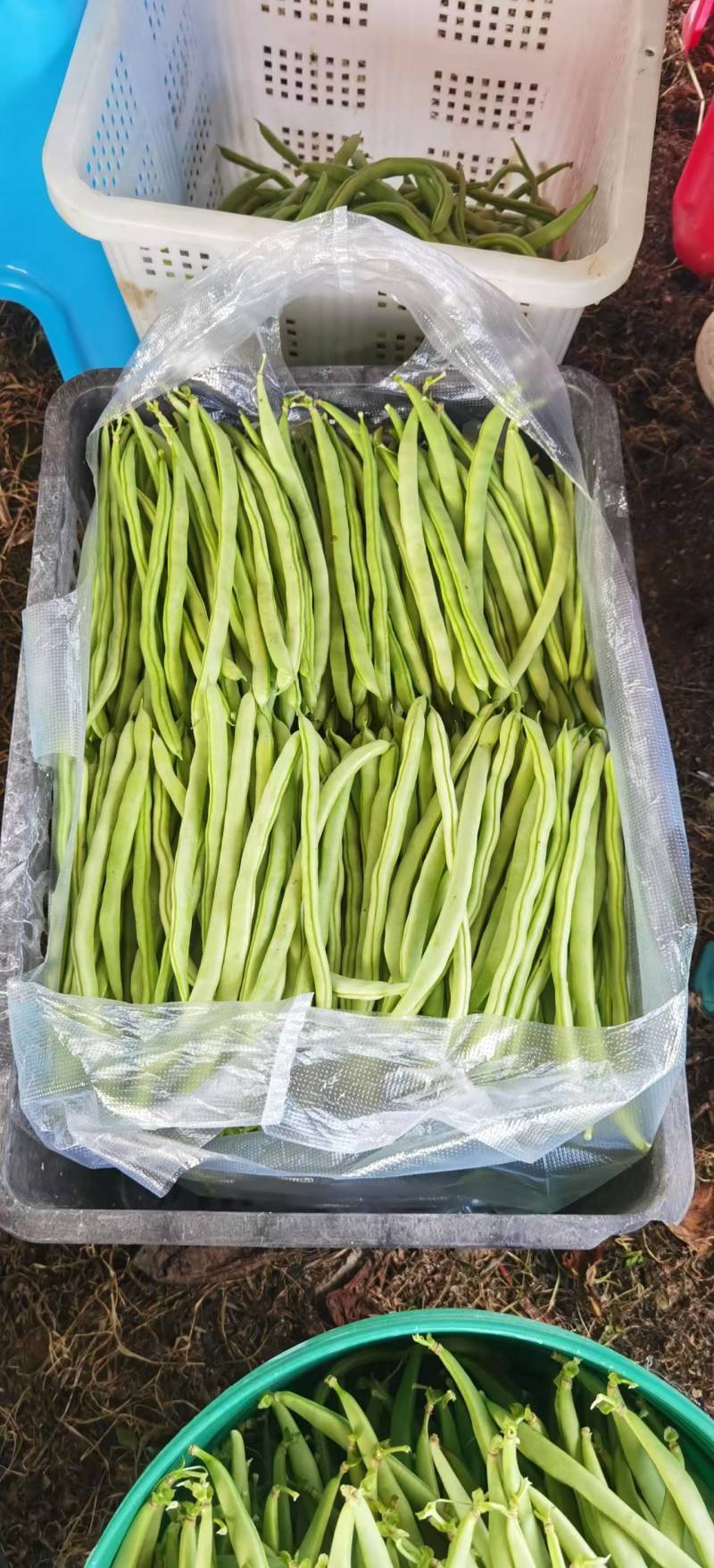 贵州露天小金豆，四季豆，无筋豆，常年供货