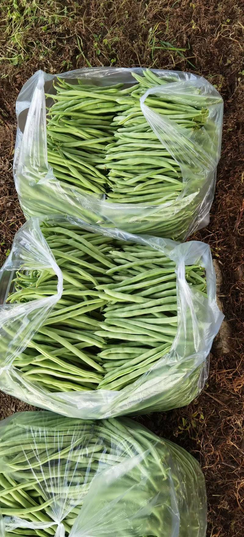 贵州露天小金豆，四季豆，无筋豆，常年供货