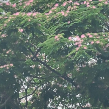 合欢花