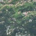 合欢花