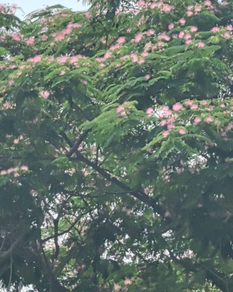 合欢花
