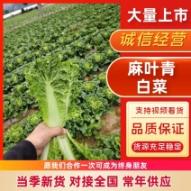 【推荐】湖北高山毛白菜麻叶青青口白超市食堂电商产地直供