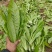 河北本地精品油麦菜