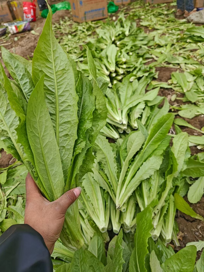 河北本地精品油麦菜