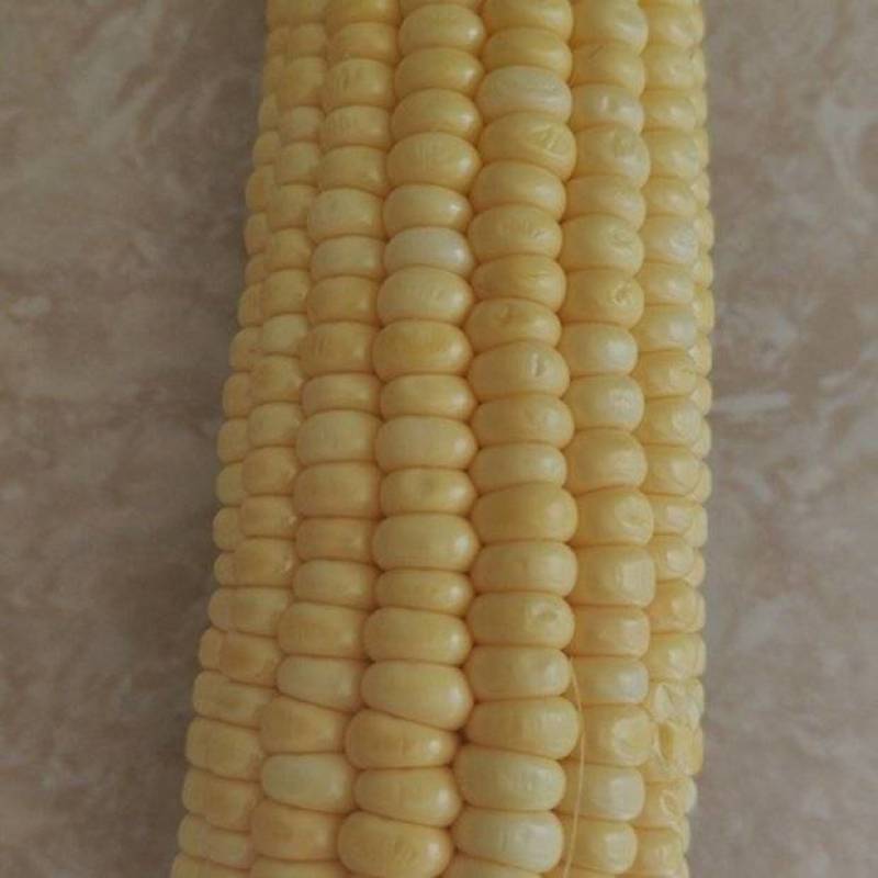 精品黄甜玉米，花糯玉米大量有货