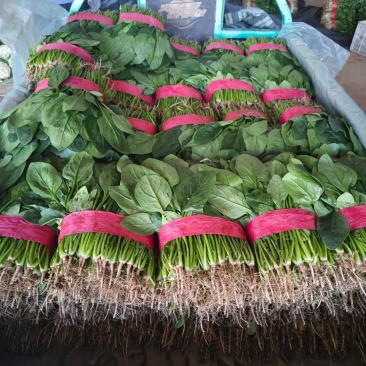精品本地小菠菜