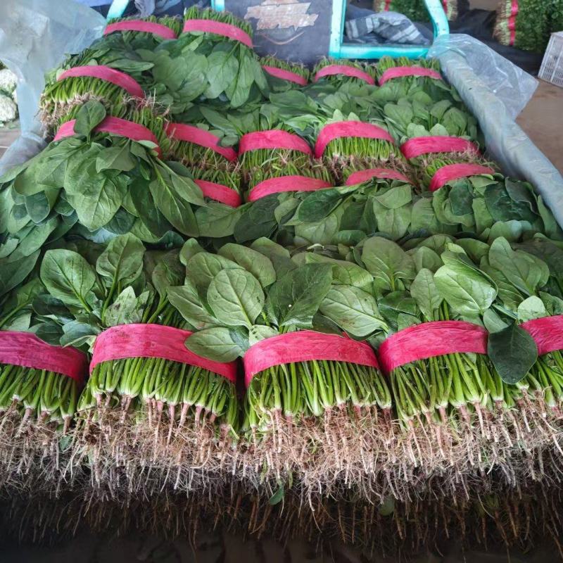 精品本地小菠菜