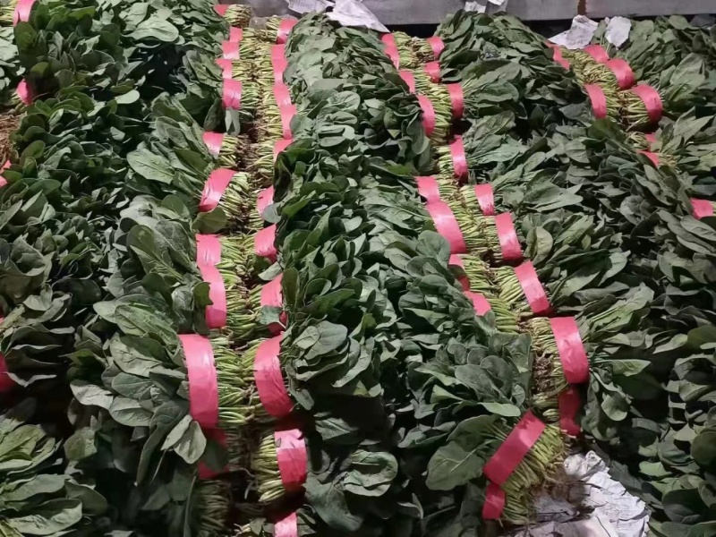 精品本地小菠菜