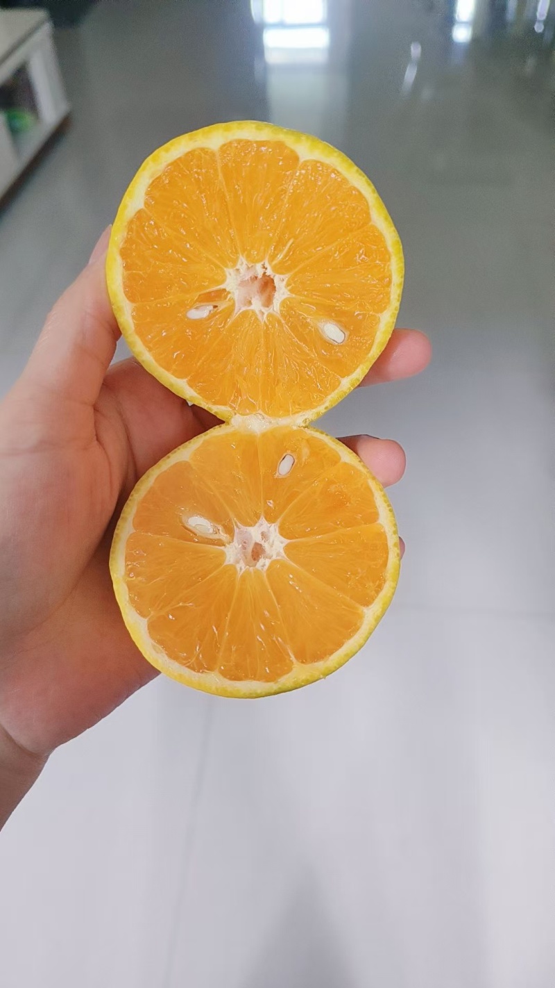 精品夏橙产地直供！欢迎骚扰！