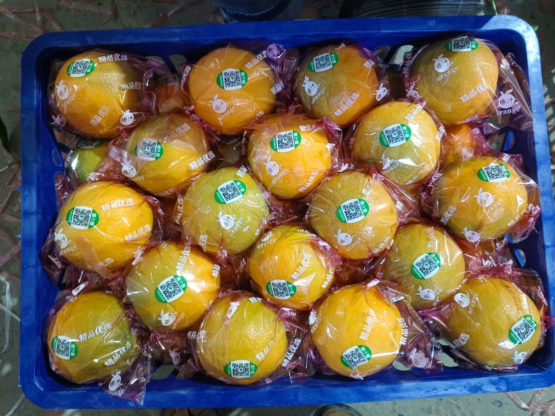 精品夏橙产地直供！欢迎骚扰！