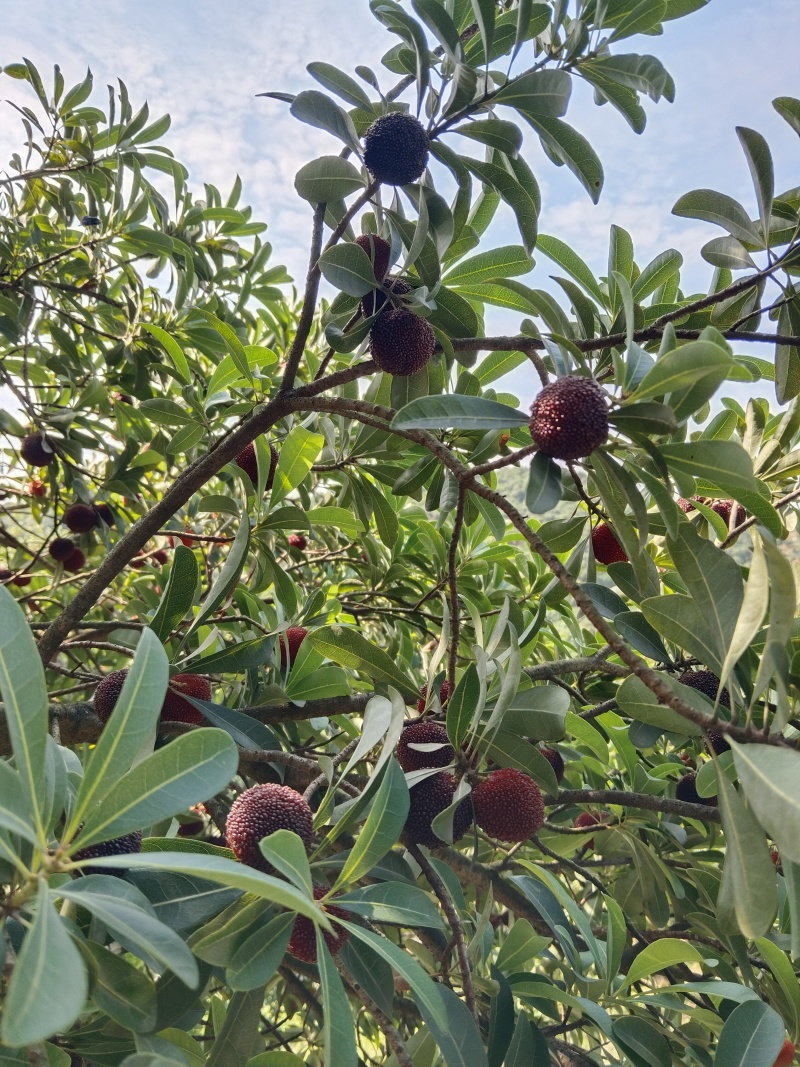 浙江省慈溪荸荠杨梅