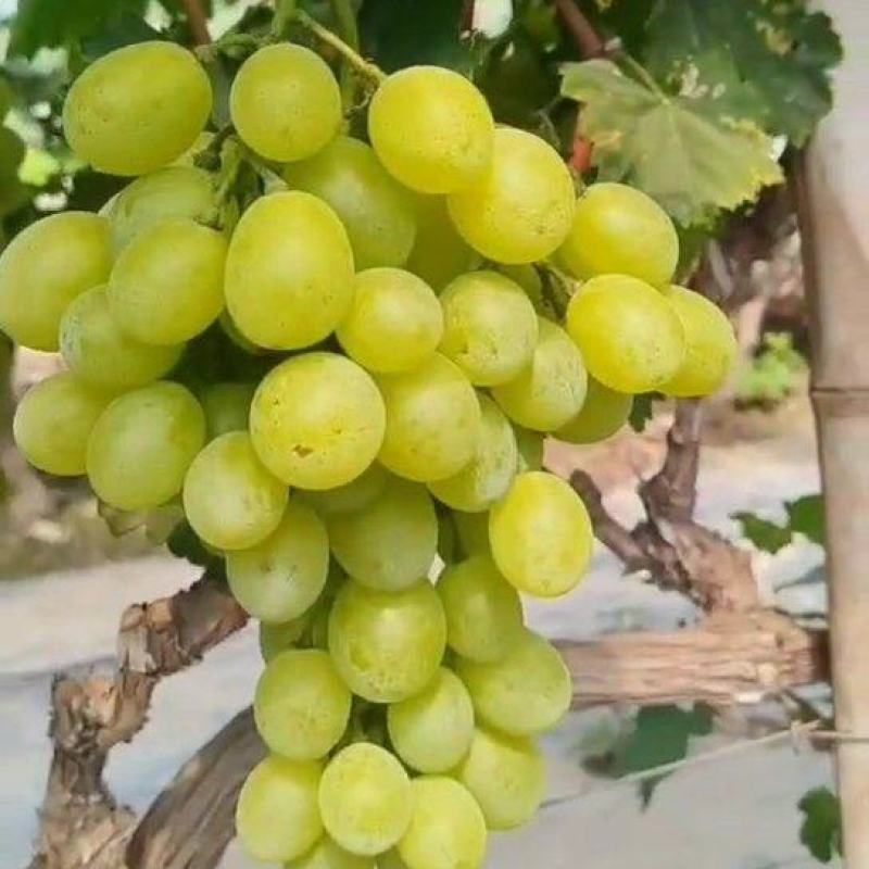维多利亚
