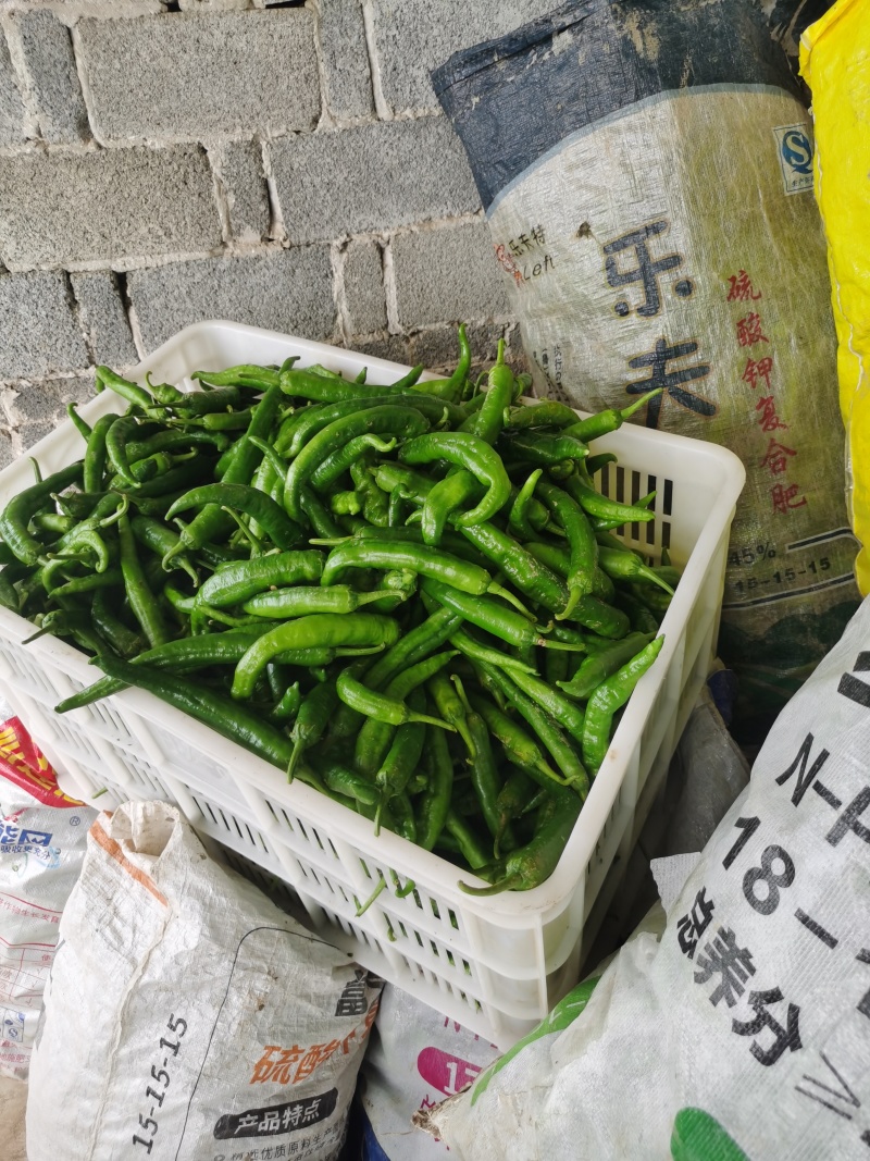 湘研55号大量现货产地看货论价品质保证产地一条龙服务