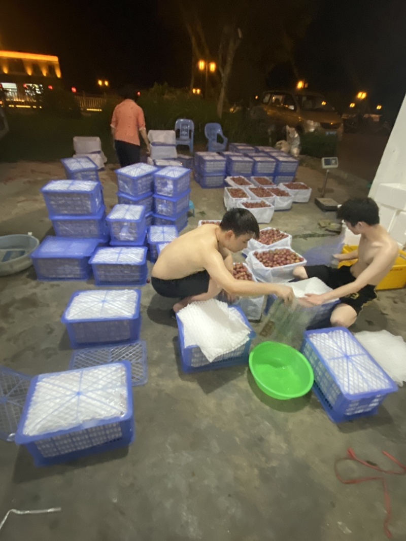 【推荐】广东钱排三华李子大量接单产地直发欢迎来电咨询