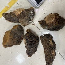 马蹄黄500克以上桑黄批发