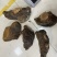 马蹄黄500克以上桑黄批发