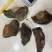 马蹄黄500克以上桑黄批发