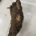 马蹄黄500克以上桑黄批发