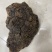 马蹄黄500克以上桑黄批发