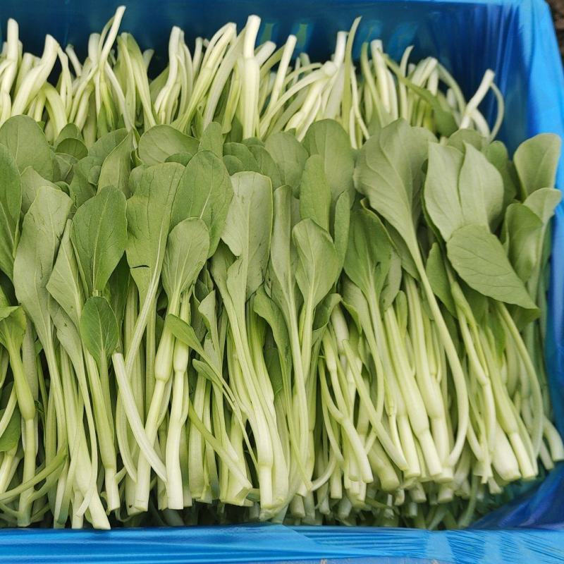 上海鸡毛菜