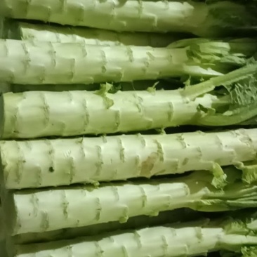 尖叶莴苣