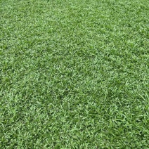 大叶油草