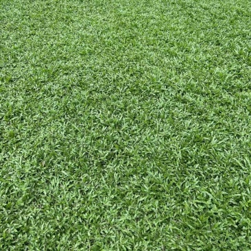 大叶油草