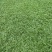 大叶油草