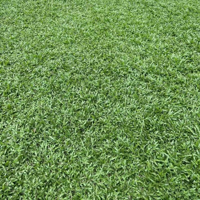大叶油草