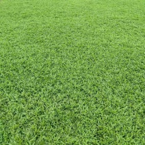大叶油草