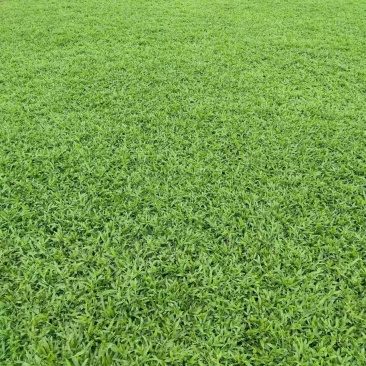 大叶油草