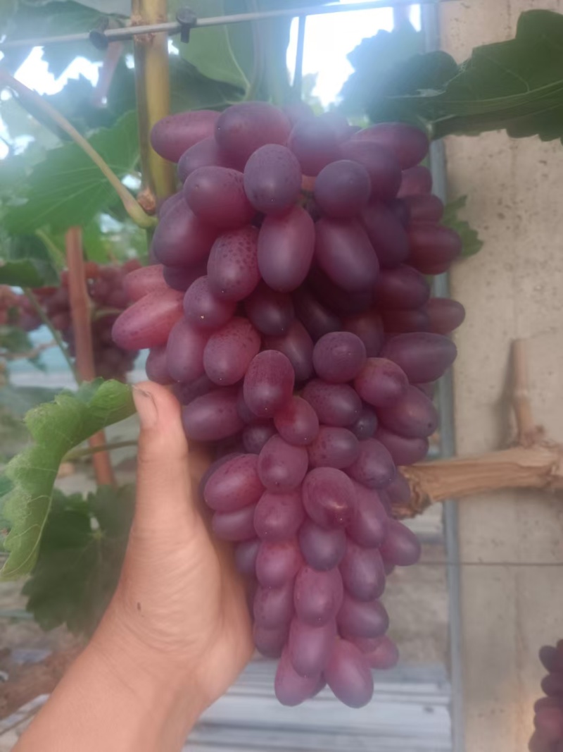 奥菲利亚葡萄