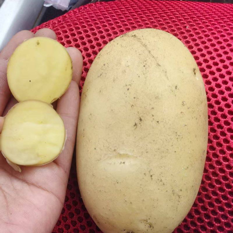 【精品】河北玉田优质黄心土豆大量供货，产地直发服务周到