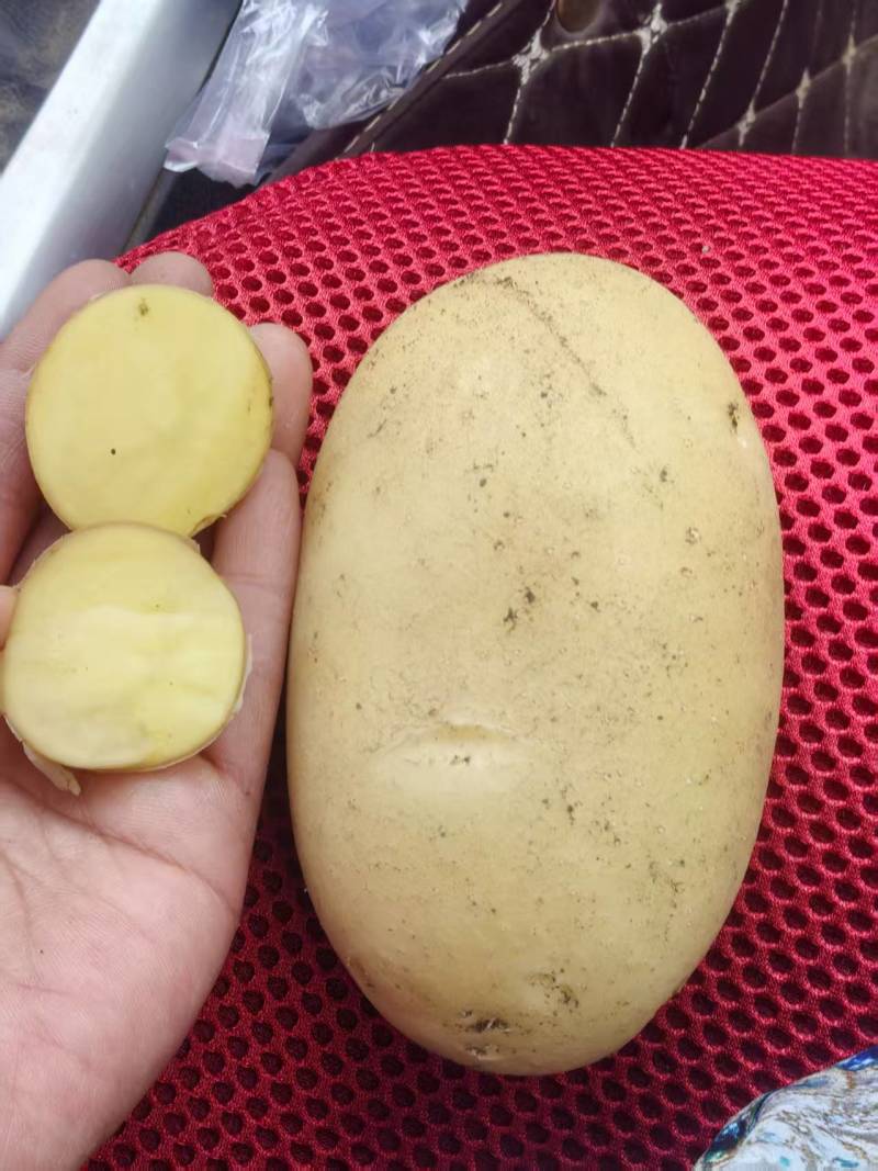 【精品】河北玉田优质黄心土豆大量供货，产地直发服务周到