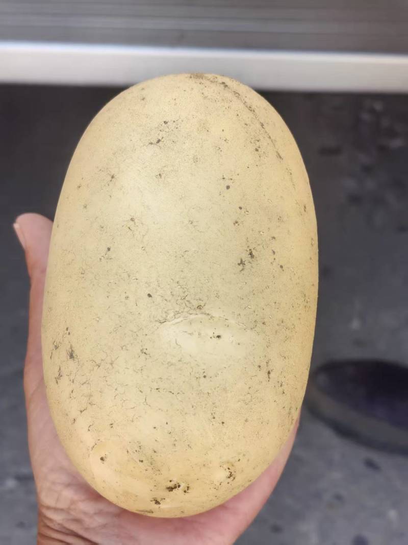 【精品】河北玉田优质黄心土豆大量供货，产地直发服务周到